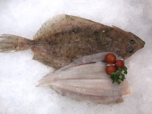 Megrim sole or Cornish sole