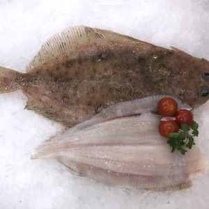 Megrim sole or Cornish sole