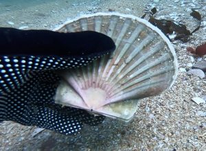 scallop shell