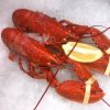 Cornish Lobsters